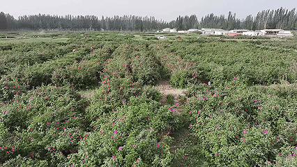 世界防治荒漠化与干旱日：一起来认识沙漠里长出的神奇植物