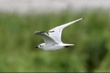 宁波镇海生物多样性本底调查工作收官